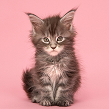 A maincoon kitten