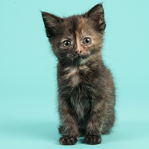 A tortie kitten