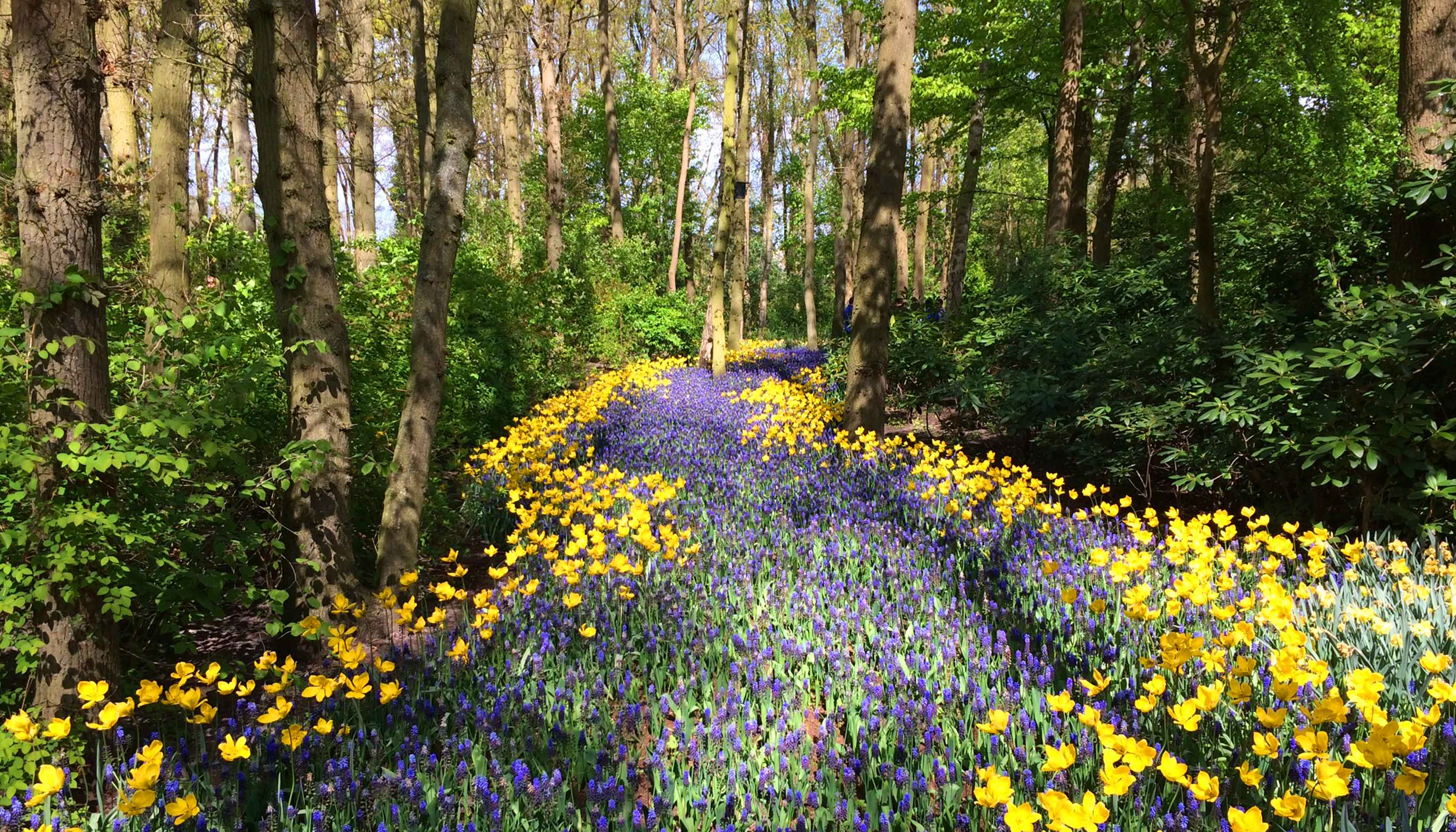 A Trail of Purple and Yellow Flowers Through A Forest A Trail of Purple and Yellow Flowers Through A Forest