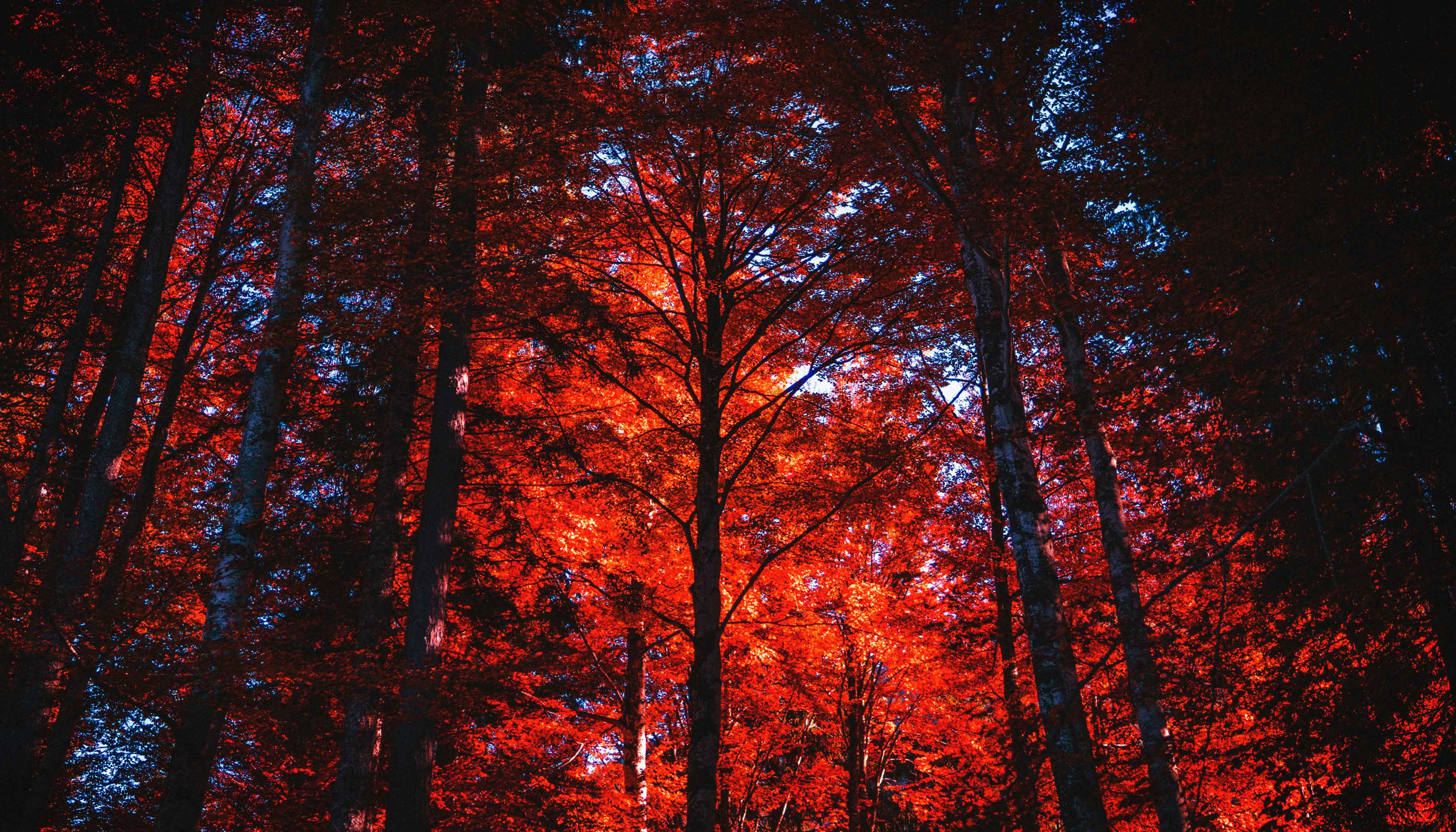 Trees With Red Leaves and Sun Shining Through Trees With Red Leaves and Sun Shining Through