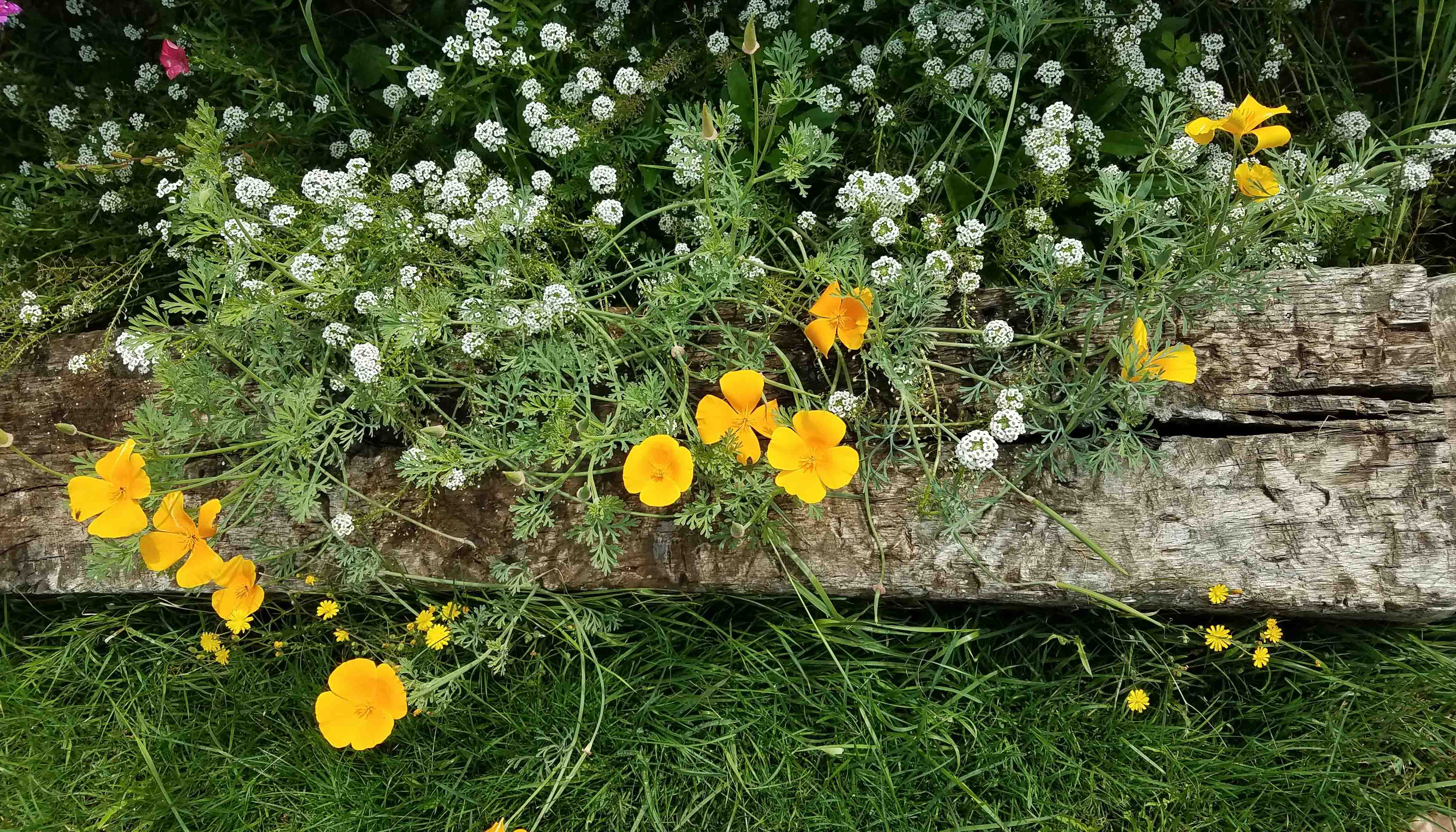 Yellow and White Flowers Growing Over Wood