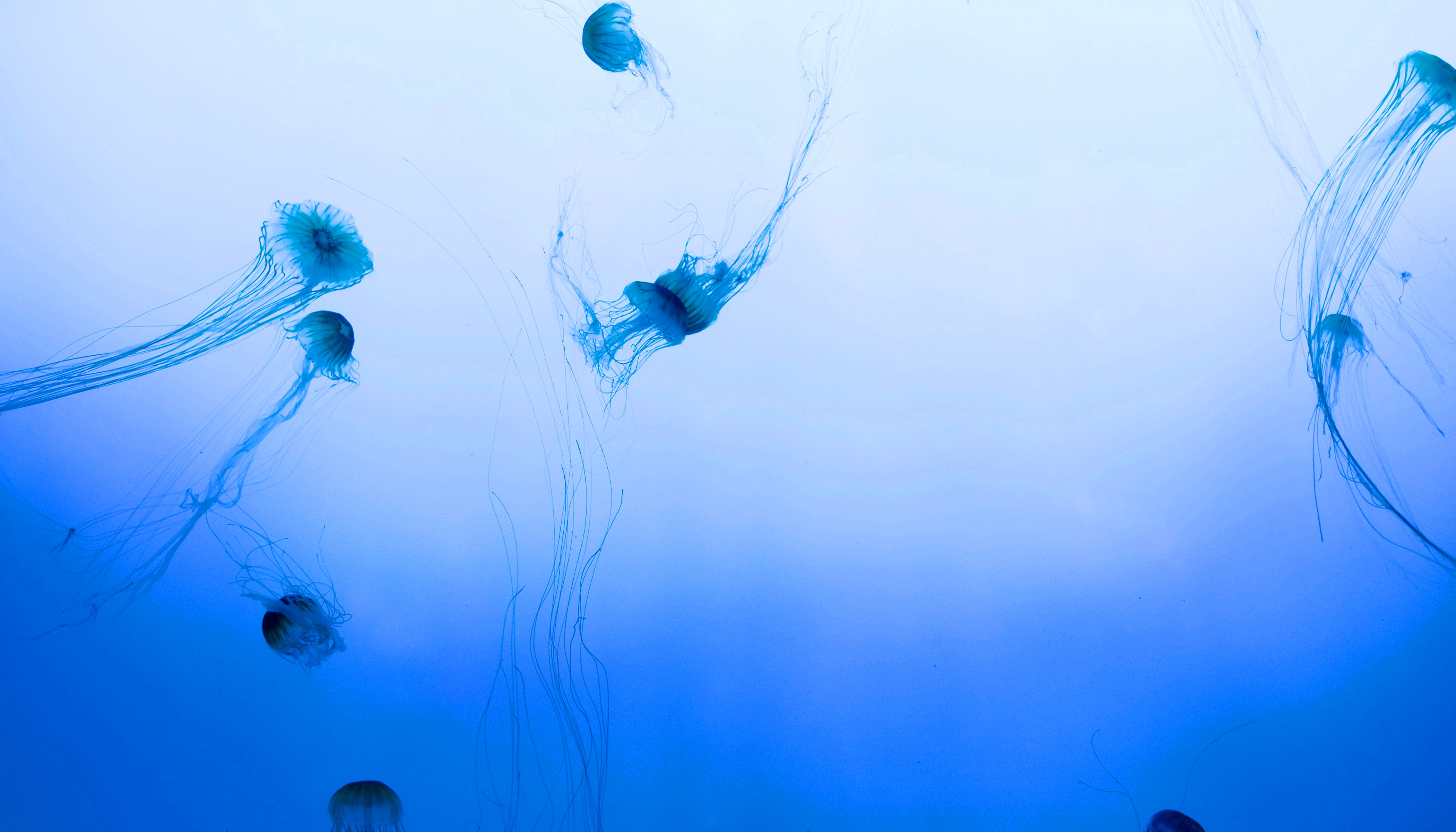 A School of Jellyfish in the Ocean
